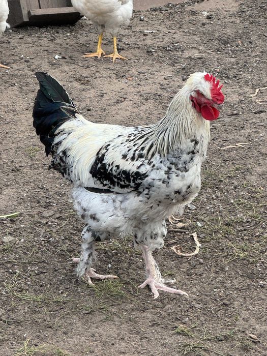 Koguciki zmienią kurnik