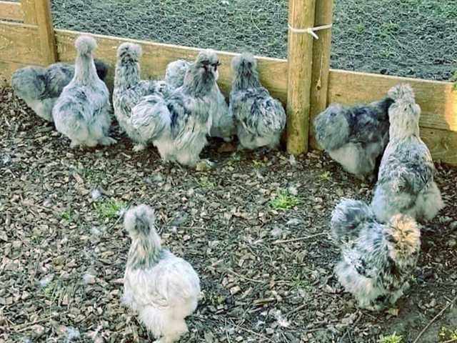 Інкубаційне яйце птиці Китайська шовкова шоколад,білий,спліш,коричнева