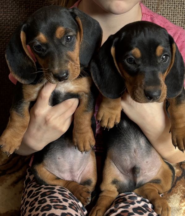 Jamnik krótkowłosy