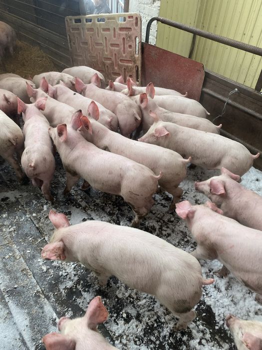Підрощені поросята