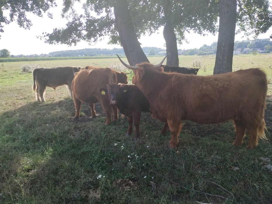 Byczki odsadki Salers highland cattle