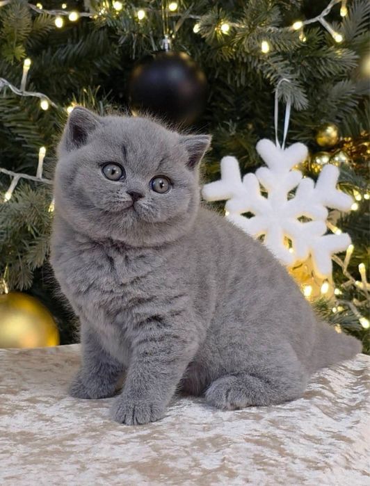 Голубая прямоухая девчуля