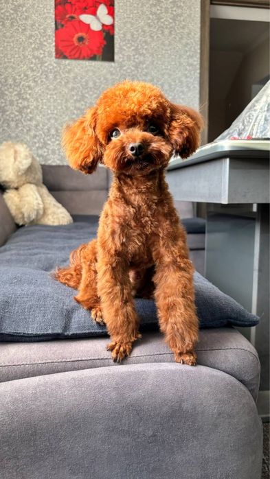 Вязка той пудель Китай