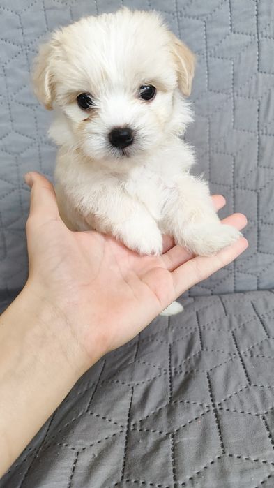 Чистокровні цуценята Мальтійської балонки.