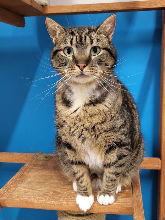 Piękna kotka Benitka do adopcji