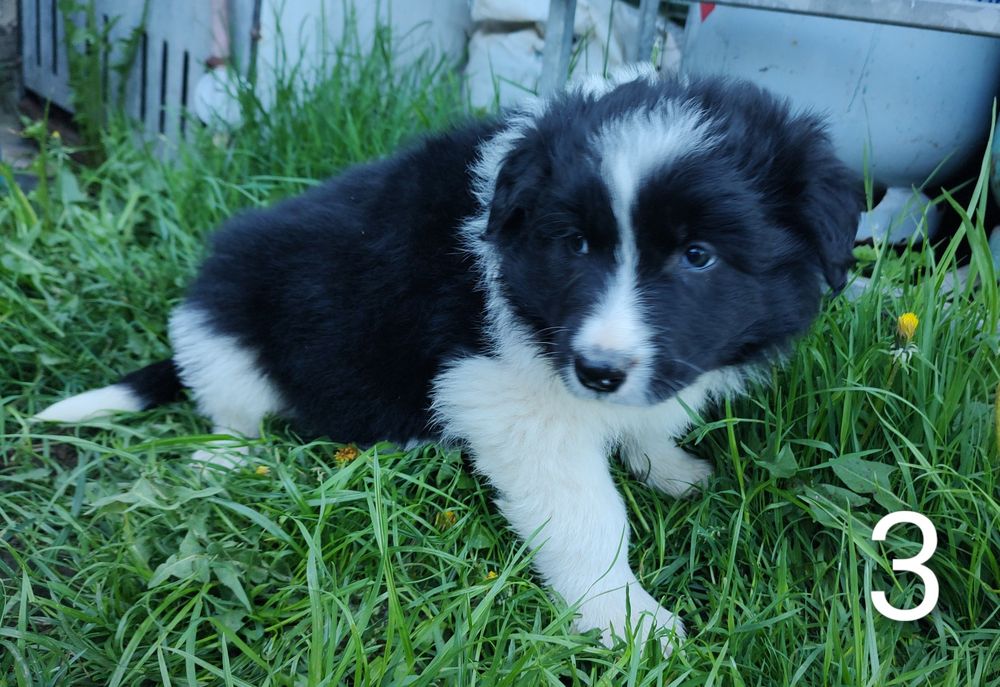Szczeniak pies border collie