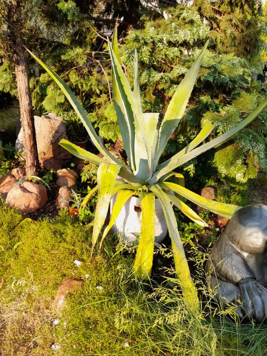 agawy  różnej wielkości zamienię bądź sprzedam