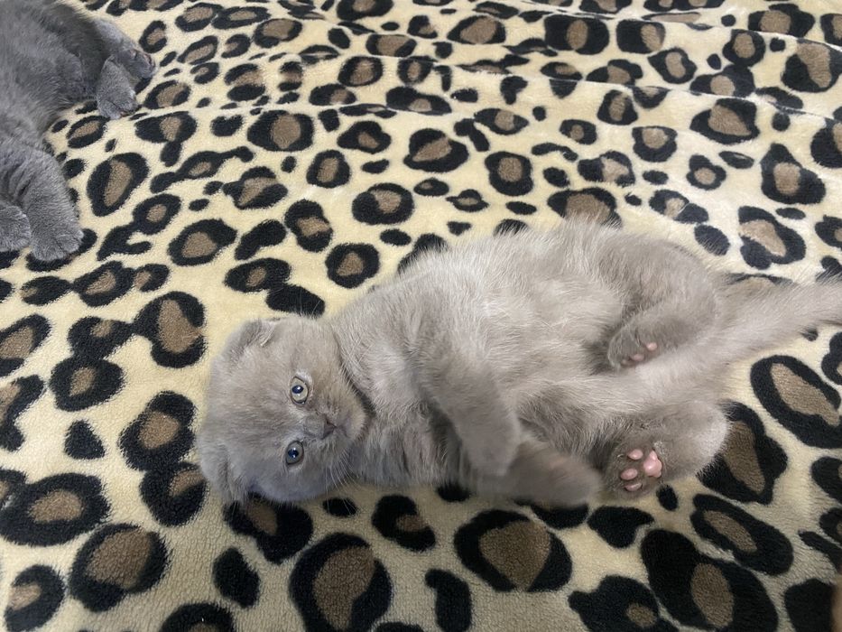 Продам шотландських кошенят