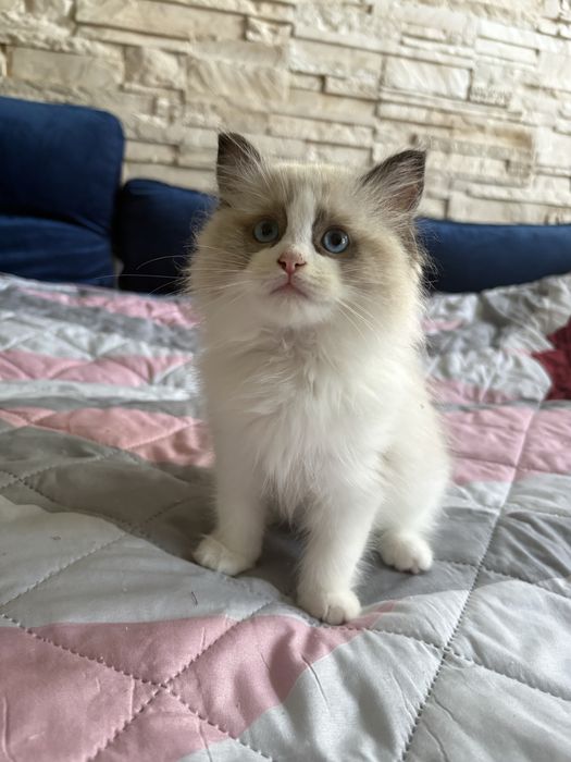Ragdoll rodowod kot