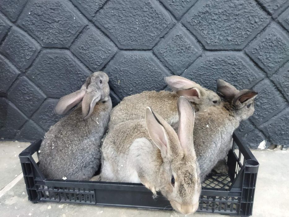 Кролики молодняк