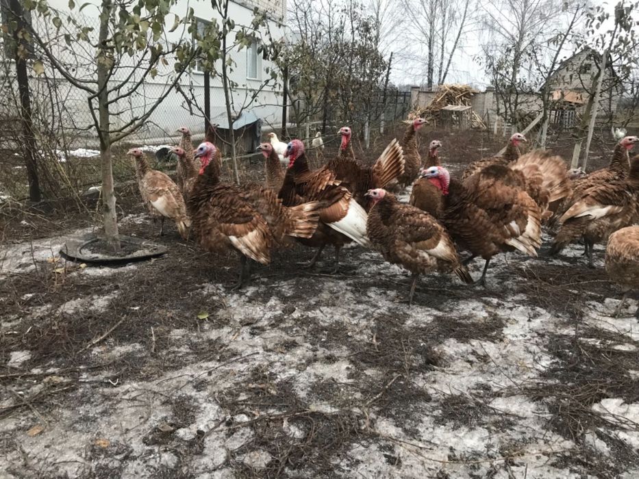 продам індики порода Бурбон (яйця , індичата. На смс не відповідаю