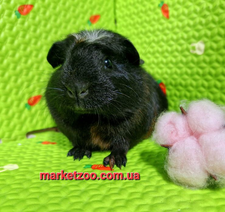 Рідкісний окрас породи кольоровий крестед,дівчинка!!!