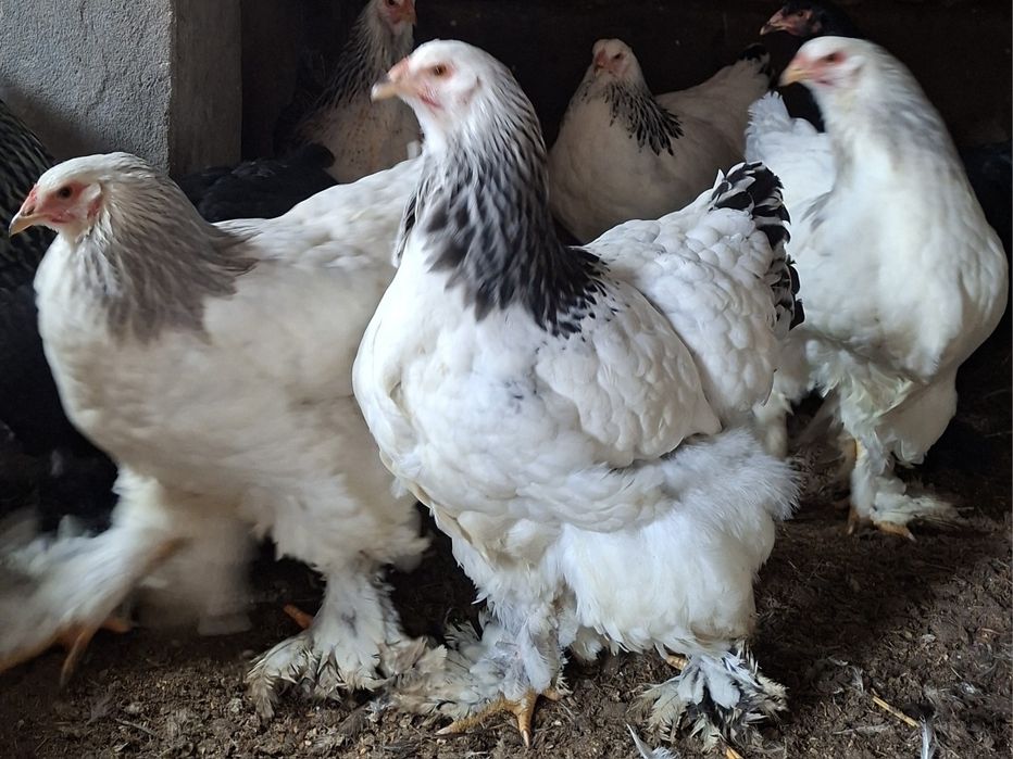 Brahma - kury i koguty