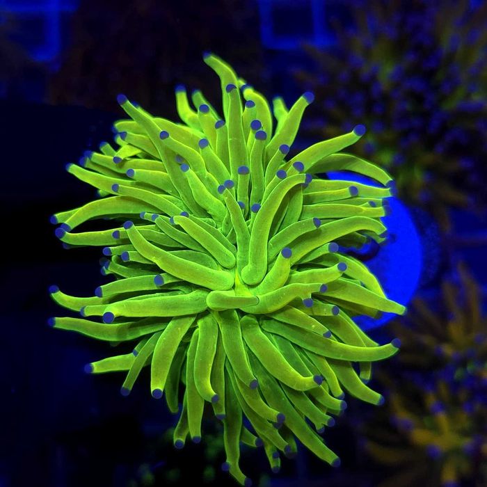 Euphyllia Glabrescens Holy Grail (2 głowy) WYSIWYG #62