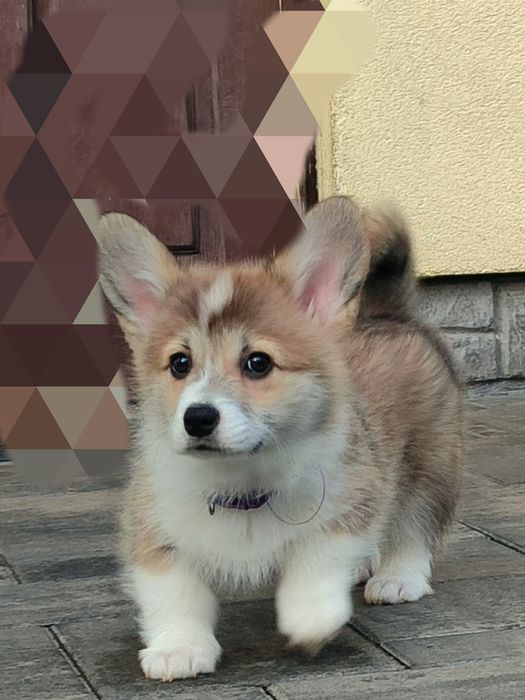 Цуценя Коргі дівчатка з довгим хвостиком, 35.000 грн