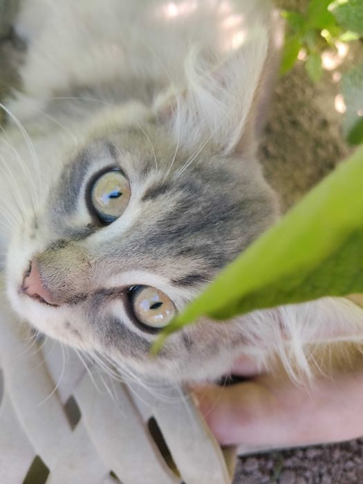 Віддам в хороші руки котика