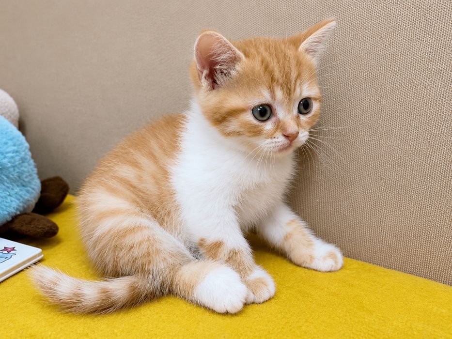 Кошенята, котята шотланські вислоухі та прямоухі