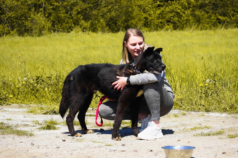 Ciacho - duży fajny pies szuka rodziny