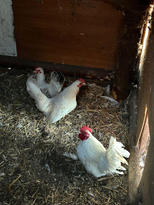 Sprzedam kury ozdobne