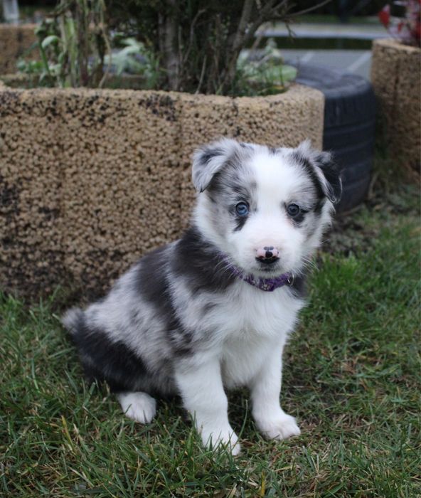 ZAREZERWOWANA!!!GOTOWE DO ODBIORU Border collie suczka blue merle