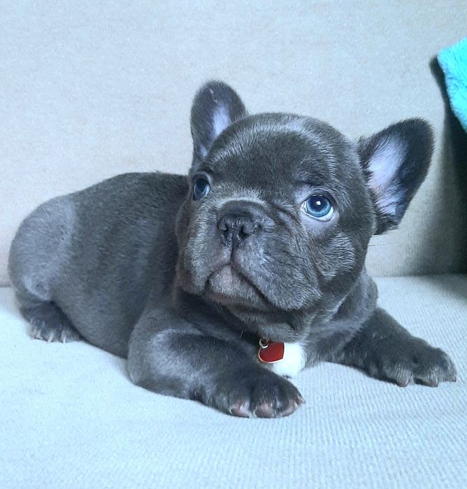 Buldog francuski piesek