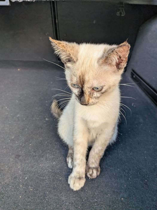 Gatinhos para adoção