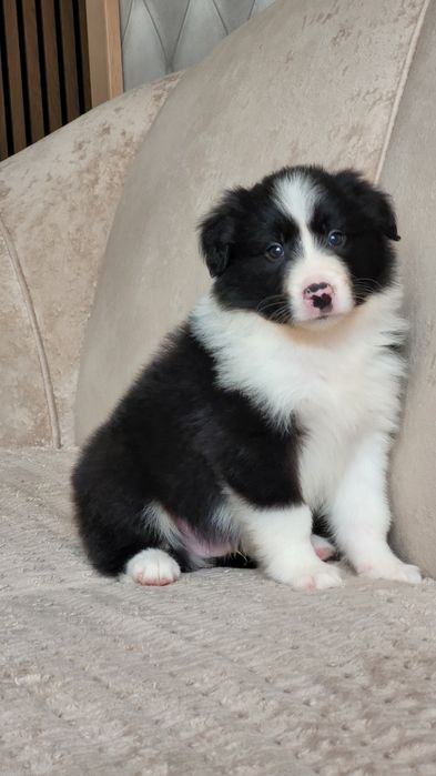 Border Collie Piesek Czarno Biały Śliczny