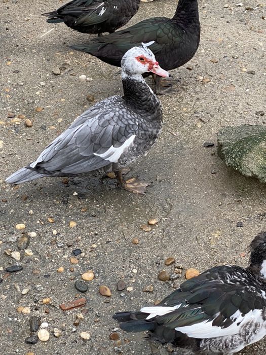 Patos mudos de varias idades.
