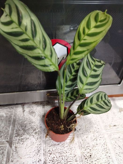 Різнокольорові  Красуні маранти, каллатеі