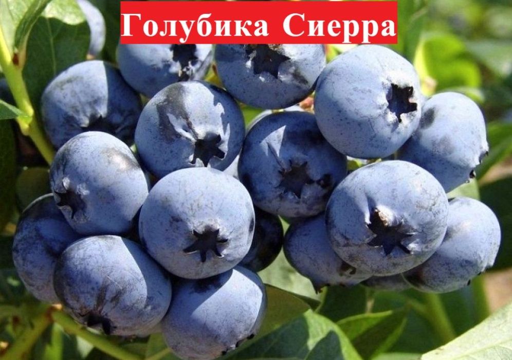Саженцы шелковицы, клубника, жимолость, крыжовник, ежевика, малина хурма