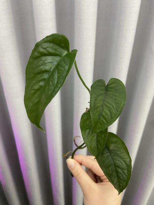 Corte de monstera siltepecana