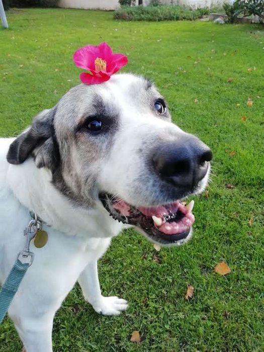 Serviço de apoio a animais domésticos - Passeio , cuidados e higiene