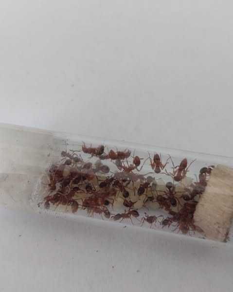 Kolonia Myrmica sp. Q + 50w