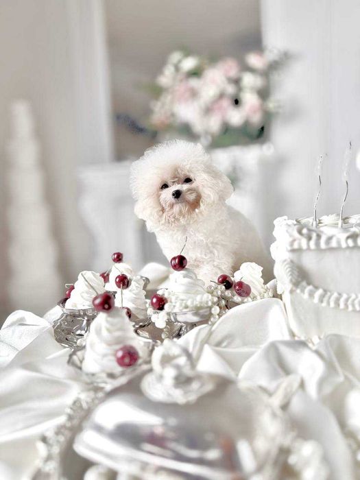 Мини Бишон (Китай)