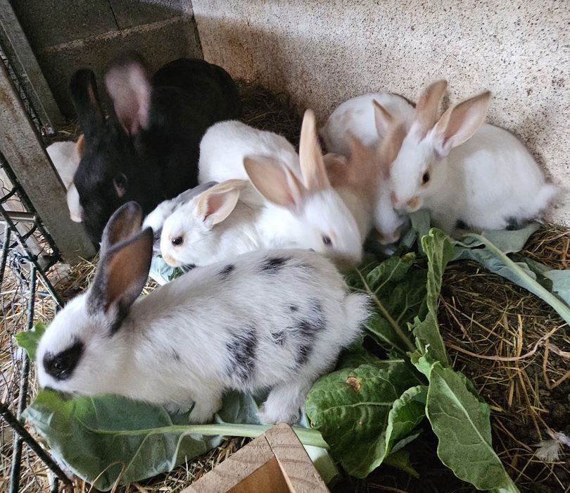 Coelhos raça  Borboleta (gigante)