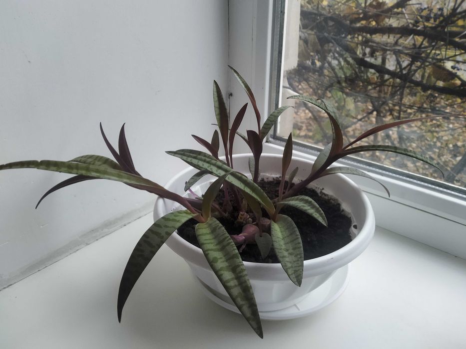 Продам кімнатну рослину Ледебурія.