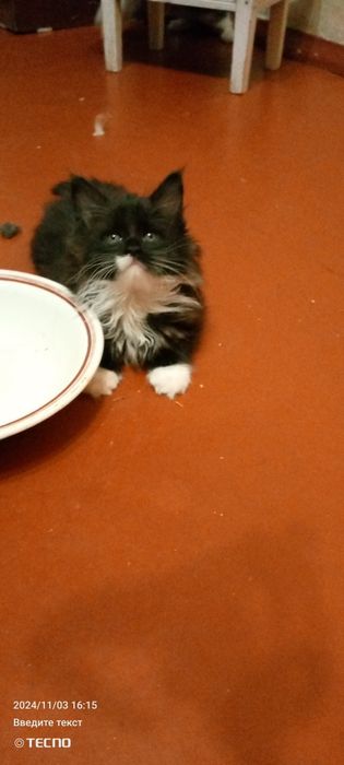 Мейн Кун котята ну очень крупный помет