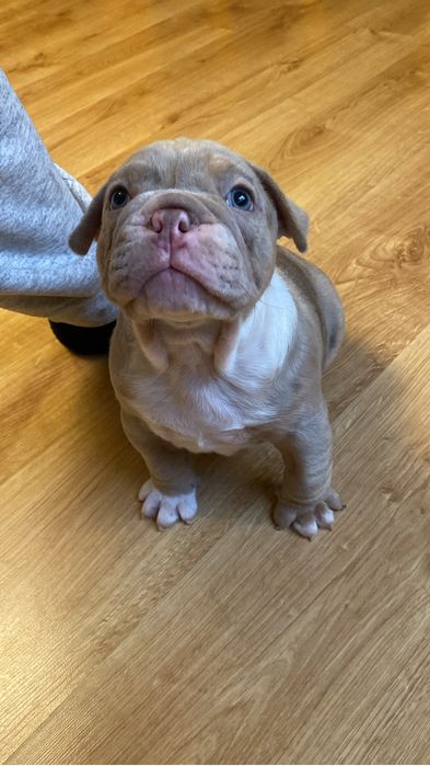 American Bully Pocket