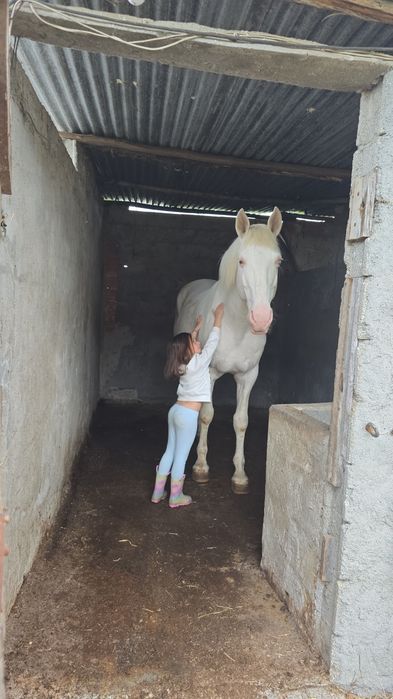 Garanhao lusitano pontuado
