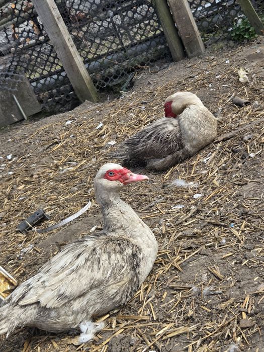 Kaczor i kaczki      .....