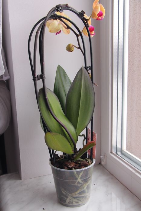 Орхідея фаленопсис