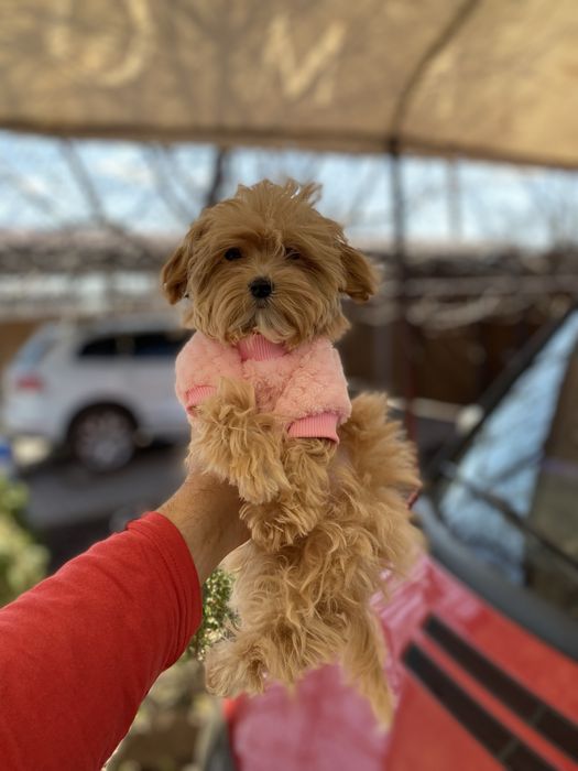 Крихітні цуценя мальтіпу