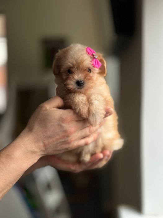 Справжня радість мальтіпу. Мальтипу _