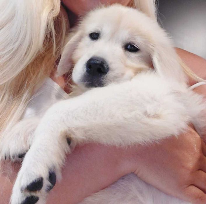Golden Retriever