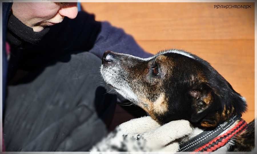 Bari – spokojny, kochany kundelek ze schroniska na końcu świata