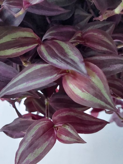 традесканции от десяти гривен