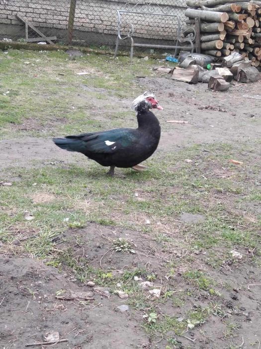 Продається великий качур.