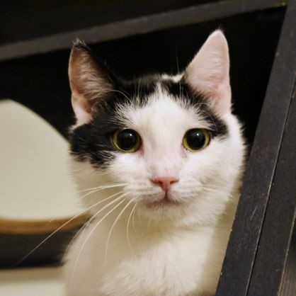 Delikatny kot Kansas szuka domu