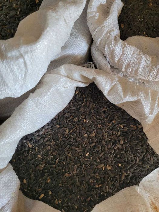 Соняшник подсолнух семочка