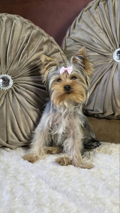 XXS MINI maleńka suczka Yorkshire Terrier